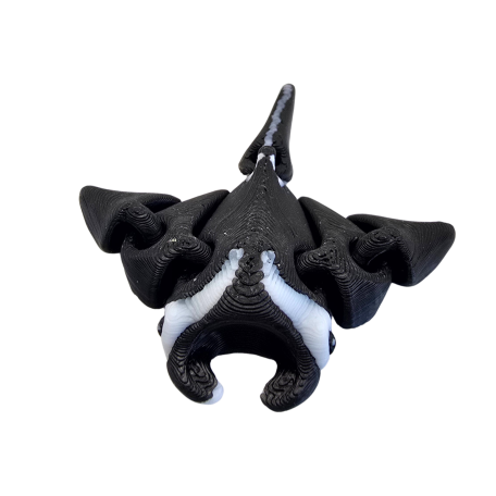 Manta Ray